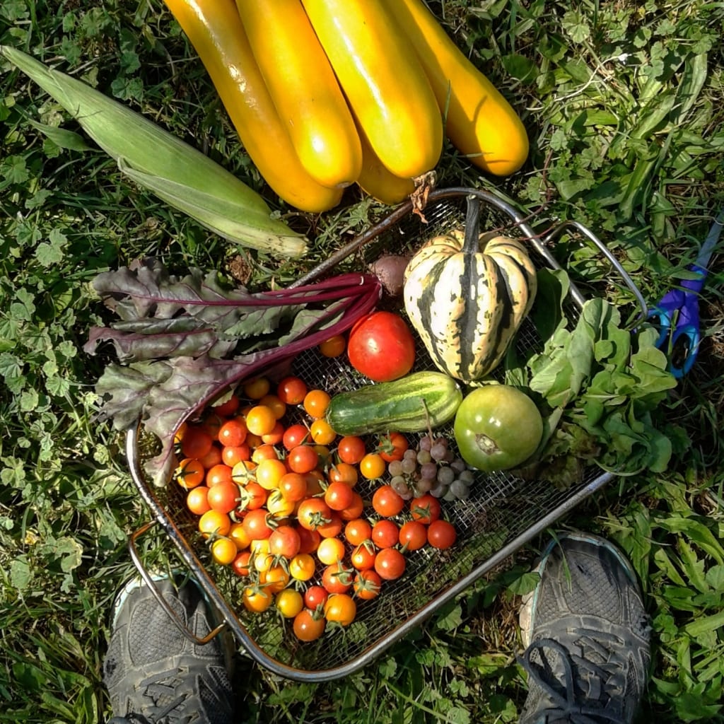 Fresh vegetables harvested from a Colorado garden