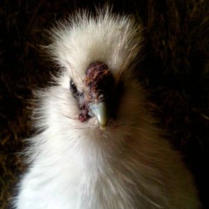 White Silkie Rooster