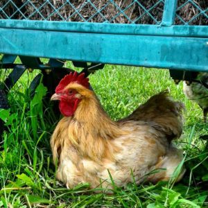 A yellow hen sitting in the grass under a green wagon.