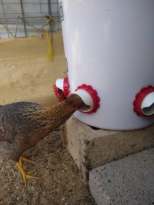 Red chicken eating out of a white bucket.
