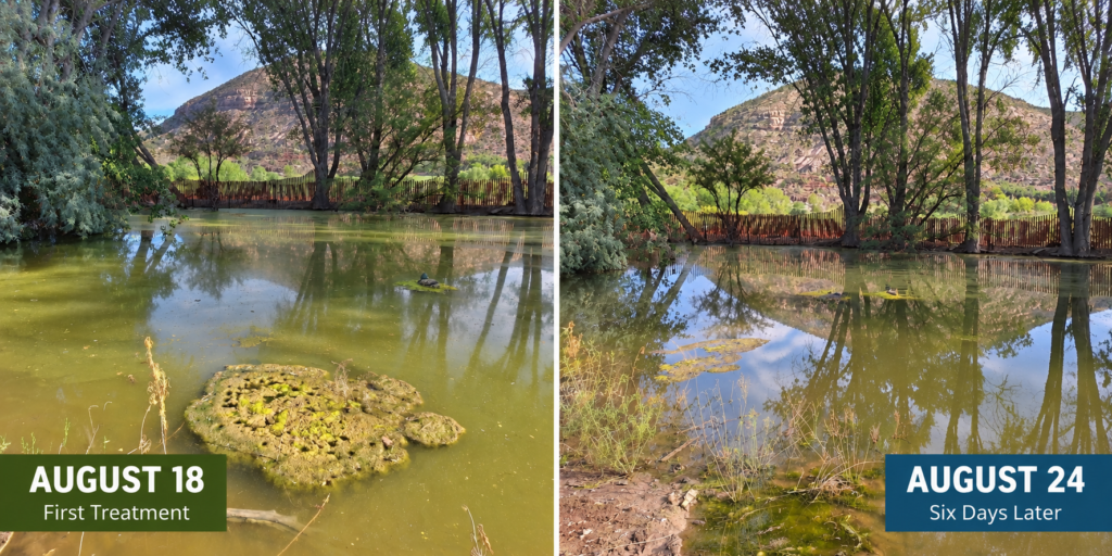 Farm pond algae comparison showing the pond on August 18 and six days later on August 24.