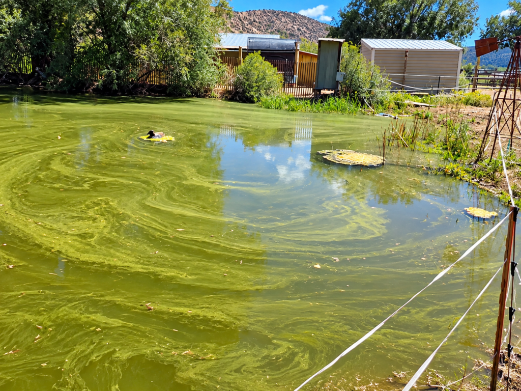 Farm pond covered in green algae on the day we applied our first pond treatment.