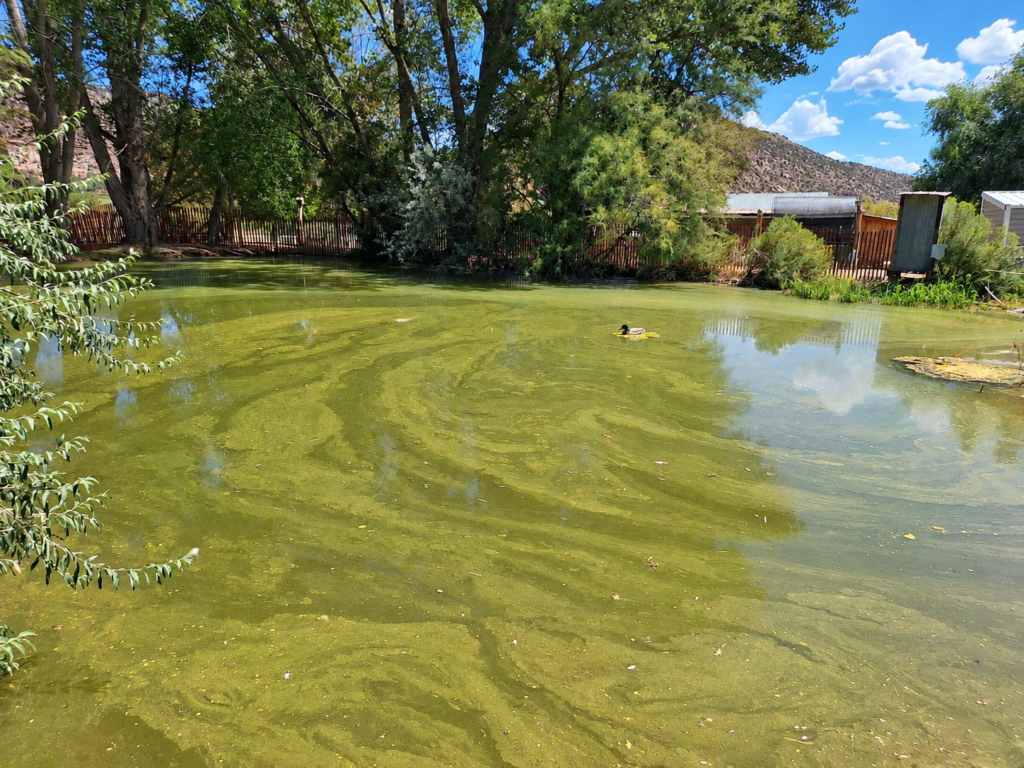 Farm pond covered in green filamentous algae on our small farm in Colorado.