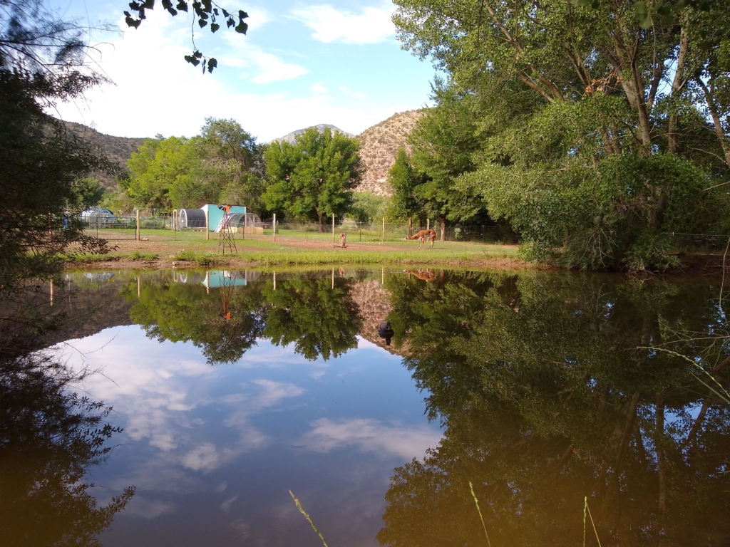 Our farm pond with clear, calm water before the heavy summer algae growth.