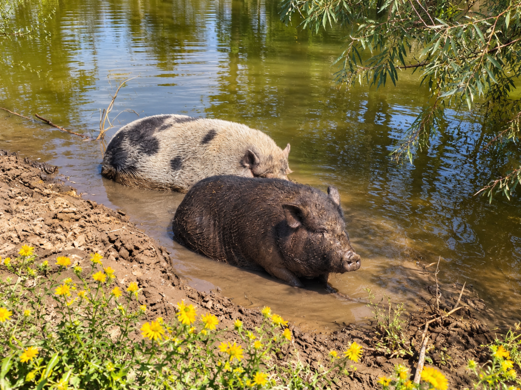 Our rescue pigs Fletcher and Miti cooling off in the farm pond.