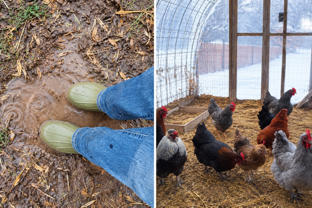 Side-by-side comparison of green boots standing in muddy water and chickens scratching on dry straw inside a plastic-covered winter chicken run.