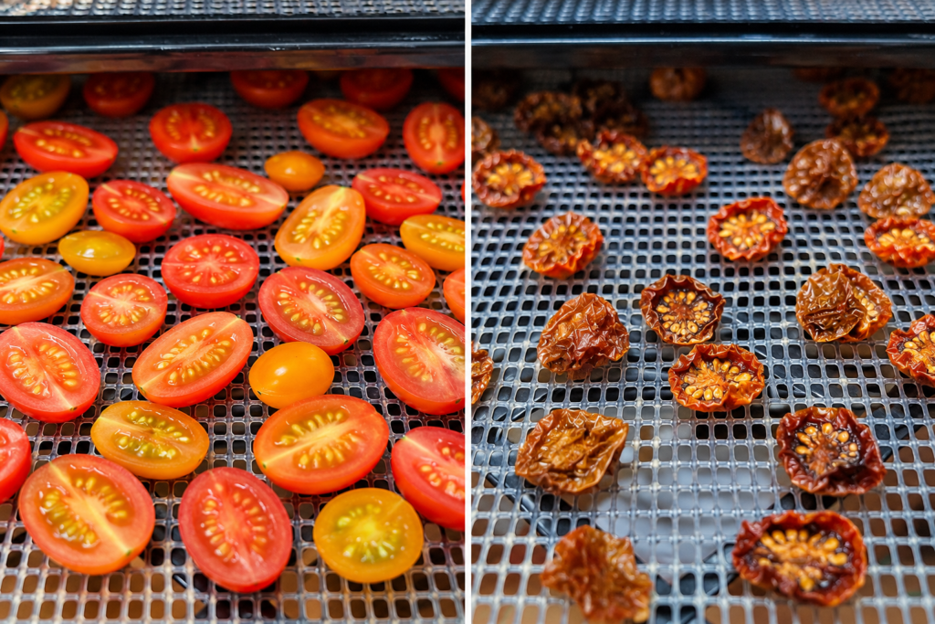 Side-by-side comparison of freshly sliced red and yellow tomatoes and fully dehydrated, wrinkled tomatoes on mesh food dehydrator trays.