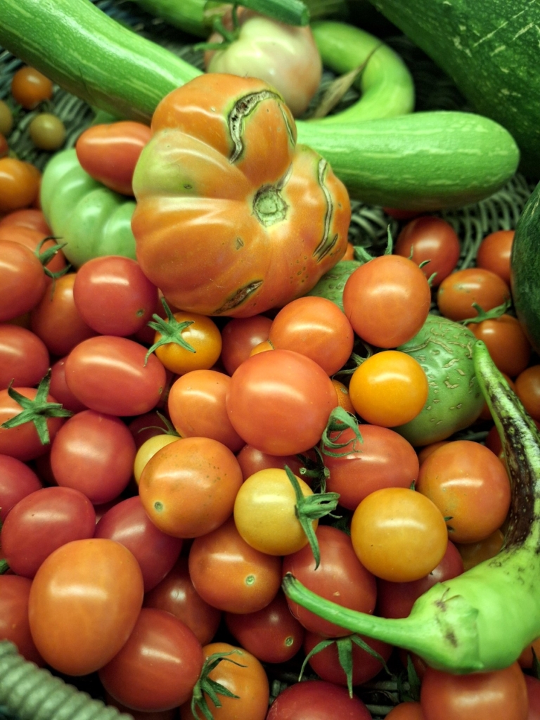 Freshly harvested homegrown tomatoes in shades of red, orange, and yellow, including a large heirloom tomato, surrounded by summer squash from the garden.