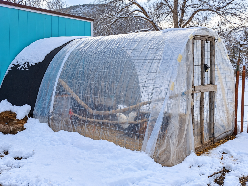 Hoop-style chicken run covered with clear plastic sheeting, with chickens sheltered inside and snow covering the ground outside.